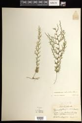 Hymenophyllum imbricatum