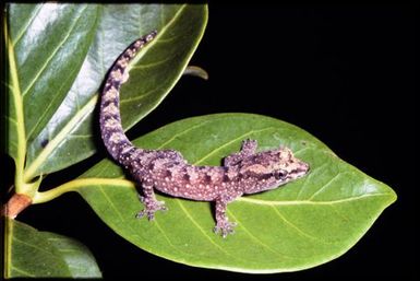 Gecko sp.