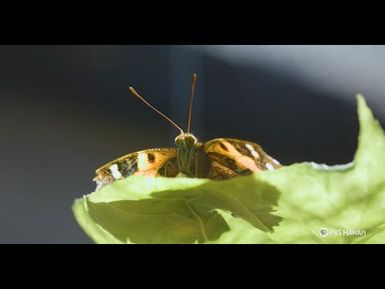 Honolulu Zoo's Tiniest Residents | Home is Here | PBS HAWAIʻI