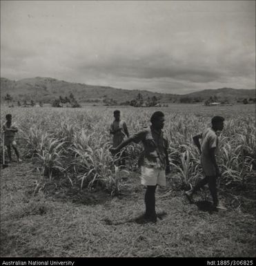 Farmers with crop