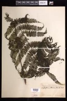 Leptopteris wilkesiana