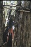 Cassowary in a pen