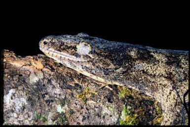 Rhacodactylus leachianus