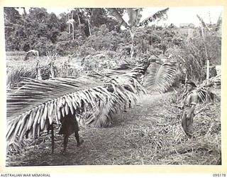 KIARIVU, NEW GUINEA, 1945-08-11. LARGE PALM BRANCHES BEING CARRIED BY NATIVE LABOURERS WORKING UNDER AUSTRALIAN NEW GUINEA ADMINISTRATIVE UNIT, FOR THE CONSTRUCTION OF HUTS FOLLOWING 2/7 INFANTRY ..