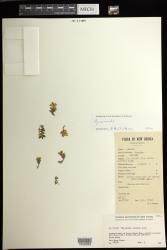 Hymenorchis indet
