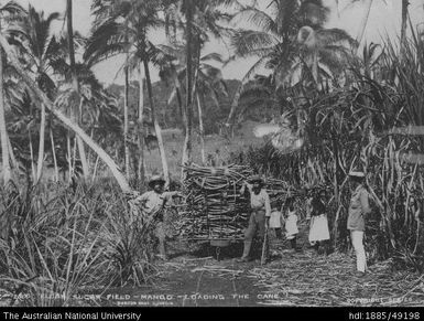 Loading the cane, Mango Island