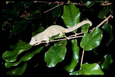 Gecko sp.