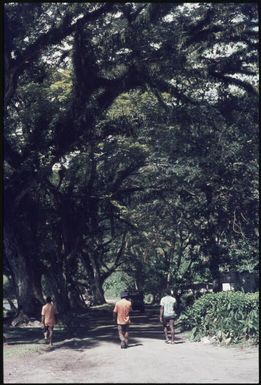 The old trees by the Kieta road (later cut down to widen the road) (2) : Bougainville Island, Papua New Guinea, March 1971 / Terence and Margaret Spencer