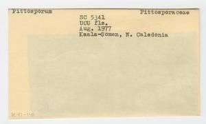 [Pittosporum in New Caledonia, envelope IE41-141]