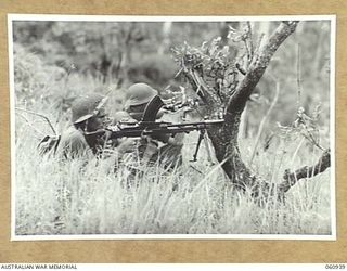 DONADABU AREA, NEW GUINEA. 1943-11-30. BREN GUNNERS OF NO 7 PLATOON, 2/10TH AUSTRALIAN INFANTRY BATTALION OPEN FIRE ON AN ENEMY DURING A COMBINED EXERCISE WITH THE 2/4TH AUSTRALIAN FIELD REGIMENT. ..