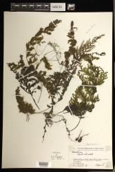 Hymenophyllum indet