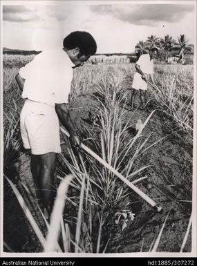 Cultivating cane