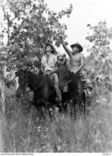 PORT MORESBY, PAPUA. 1942-07. EXPERT HORSEMEN DURING PEACETIME, THESE QUEENSLANDERS ARE NOW SERVING WITH THE AUSTRALIAN INDEPENDENT LIGHT HORSE TROOP IN NEW GUINEA. THEY ARE TYPICAL OF THE MANY ..