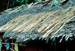 Pandanus Drying on Thatched Roof