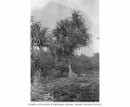 Pandanus tree near maturity, Bikini Atoll, summer 1949