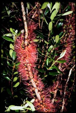 Flowering Metrosideros