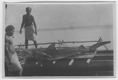 "Bock and Hessle: The Gilbertöarnaexpedition: 2 men with hip cladding inside 1 shark. Text on the back: "Newly speared shark (Carcharias). View with Sea. : A series with a photon. 6977: 1-15. "