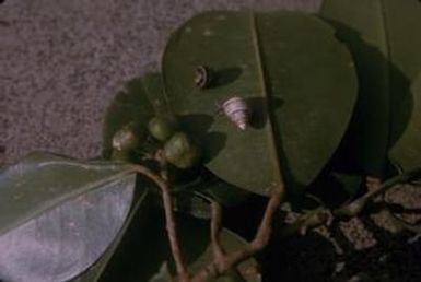 [Two unidentified snails close-up from Wiliwilinui Ridge, United States]