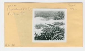 [Lepturus in Hawaii, envelope IE31-001]