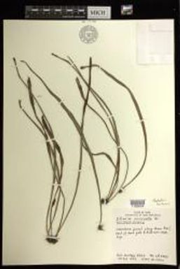 Haplopteris ensiformis