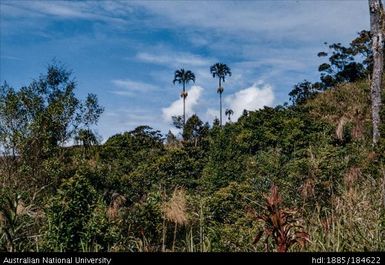 Okapa Post - Okapa proper, 3 miles after Post. Limbun palms