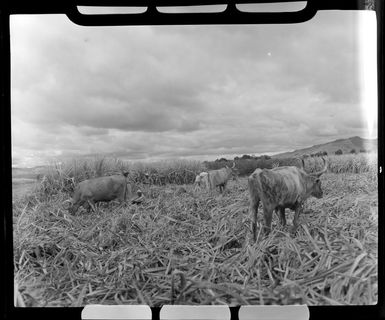 Workers and cattle in the sugar plantation, Lautoka, Fiji