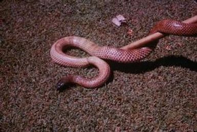 [Small-eyed snake in Lae, Papua New Guinea]