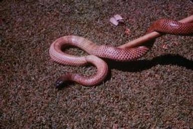 [Small-eyed snake in Lae District, Papua New Guinea] BRIT-A-AR003-003-04-084