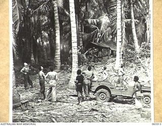 SIALUM, NEW GUINEA. 1944-01-07. A NATIVE BOY L1694 BALIS, THROWING DOWN GREEN COCONUTS TO SOLDIERS OF THE 9TH DIVISION. THE L IN FRONT OF HIS NUMBER INDICATES THAT HE WAS SIGNED ON FOR WORK IN LAE