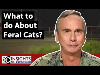 What To Do About Feral Cats? | INSIGHTS ON PBS HAWAIʻI