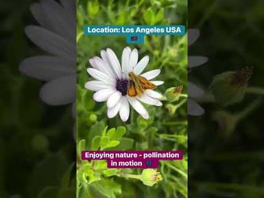 Pollination in motion- captured this on my phone 📱 while taking a walk here in Los Angeles