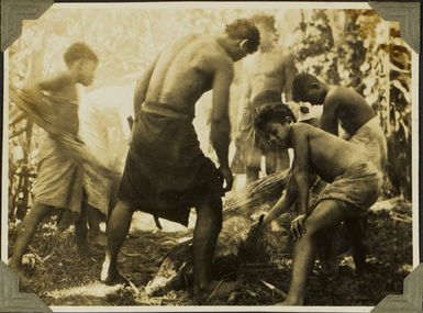 Preparing a pig for a Samoan feast, 1928