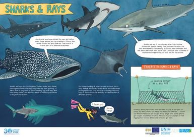 Sharks and Rays (poster)