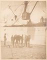 Hoisting Horses on Board U.S.A.T."Astec" at Honolulu, HI