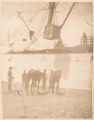 Hoisting Horses on Board U.S.A.T."Astec" at Honolulu, HI