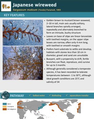 Japanese wireweed | Sargassum muticum