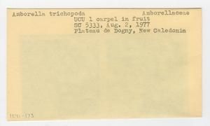 [Amborella trichopoda in New Caledonia, envelope IE41-173]