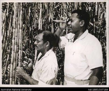 Inspecting cane varieties