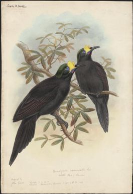 Paradigalla carunculata, Less. wattle bird of paradise, original by John Gould [William Matthew Hart]