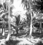 Coconut plantation of Sione Pelei on Pā-maka.