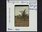 Young coconut palms, not yet bearing, Poligolo, [Papua New Guinea], Dec 1963