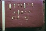 Shell fishhook fragments and other small artifacts, Society Islands