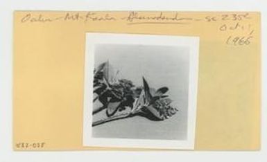 [Alsinodendron in Hawaii, envelope IE32-025]
