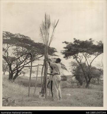 Field Assistants setting up a cross for breeding