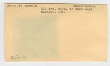 [Scaevola taccada in Hawaii, envelope IE13-070]