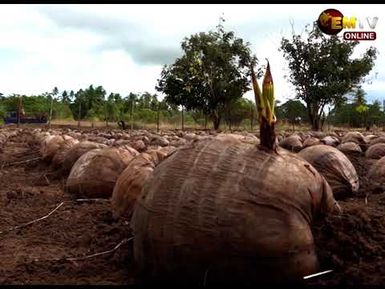 WORLD COCONUT DAY