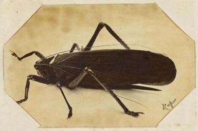 Cicada [?] New Caledonia, ca. 1870s / Allan Hughan