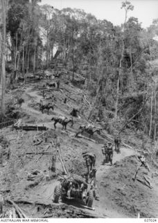 PAPUA NEW GUINEA. 1942-10. MEN LEADING PACK HORSES AND MULES LOADED WITH SUPPLIES DOWN THE PRECIPITOUS CURVING TRACK FROM THE END OF THE ROAD DOWN INTO UBERI VALLEY OVER WHICH TROOPS AND SUPPLIES ..