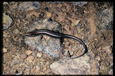 Skink sp.