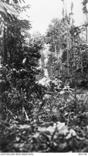 The Bitapaka road.  The first objective of the New Guinea expedition was the German wireless station at Bitapaka, a few miles inland from Blanche Bay, which at the outbreak of war was still in the ..